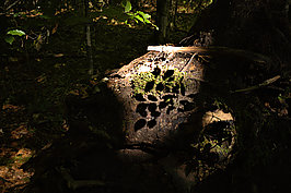 Bernhard Saalfeld - Fischen Rubi (9v9)